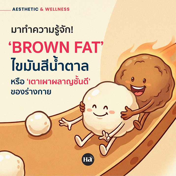 เมื่อ Brown Fat อาจคือหนึ่งในสัญญาณของ Metabolic Youth